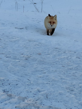 雪地狐狸