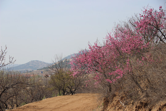 山野桃花