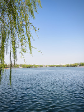 北京玉渊潭湖水