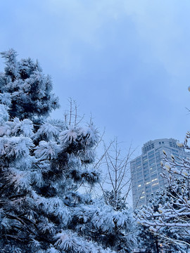 城市雪景