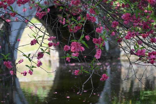 春日繁花