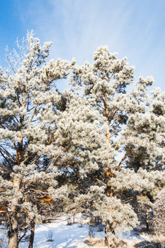 冬季雾凇松树