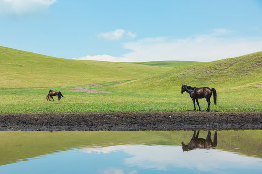夏季草原牧场河流蒙古马倒影