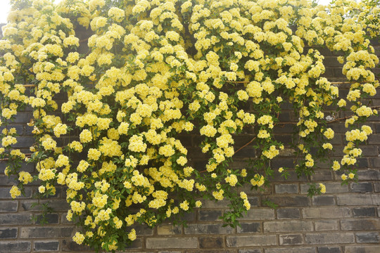 木香花墙