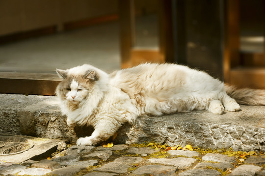 慵懒的猫