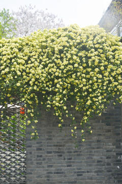 黄色花墙