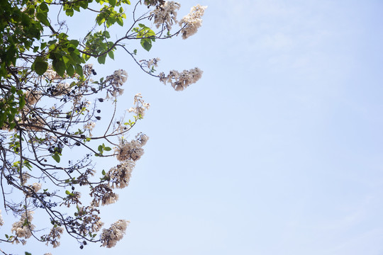 泡桐树开花