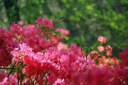 杜鹃花绽放