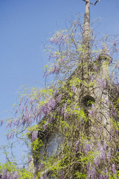 攀爬的紫藤树