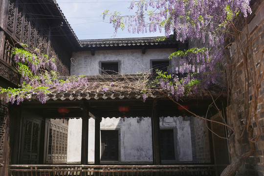 庭院紫藤树