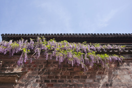 紫藤花与古建筑