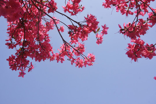 天空与杜鹃花