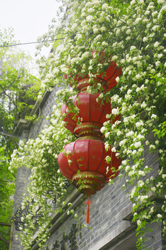 木香花与红灯笼