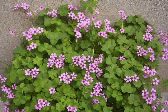 小清新花草