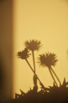 墙面花朵光影