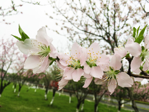 桃花开