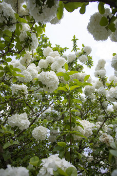 白色绣球花盛开