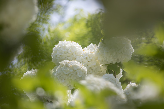 白色绣球花盛开
