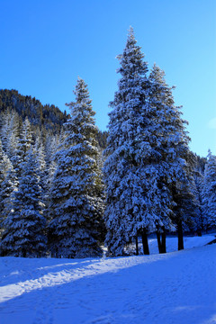 天山雪松