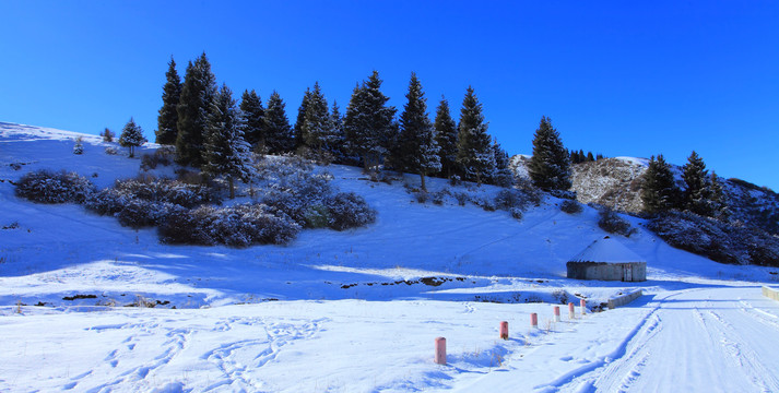 天山雪松