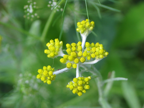 鼠曲草黄色的伞房状花序