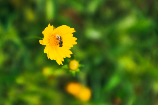 雏菊和蜜蜂