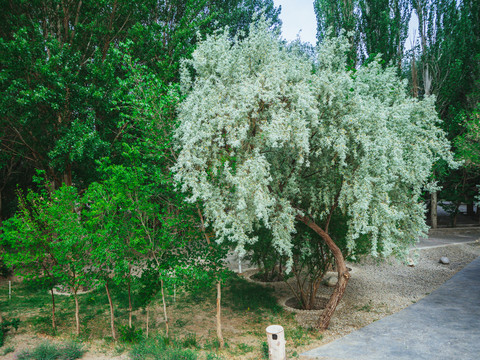 沙漠自然风光