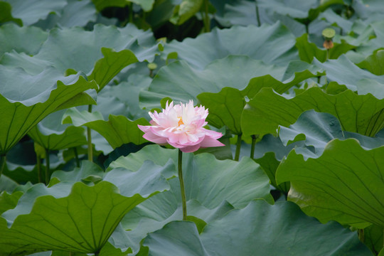 夏日荷花