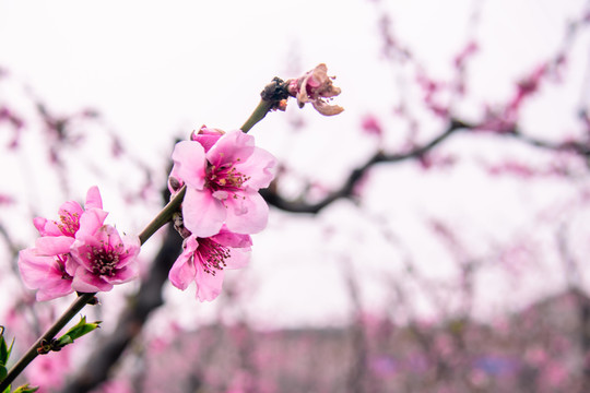 桃花花枝