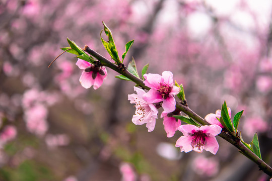 桃花花枝