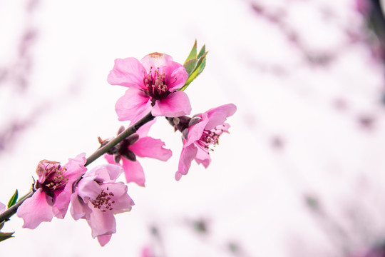 桃花花枝