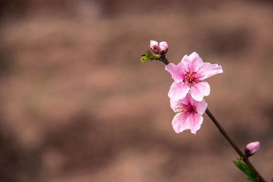 桃花花枝