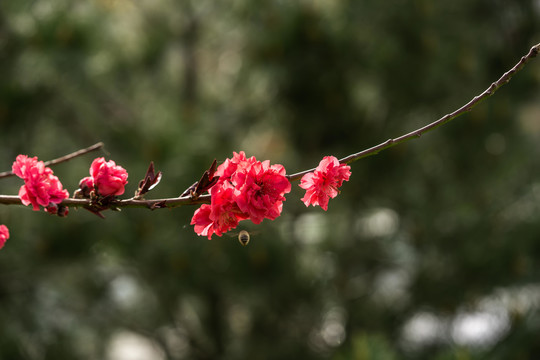 桃花花枝