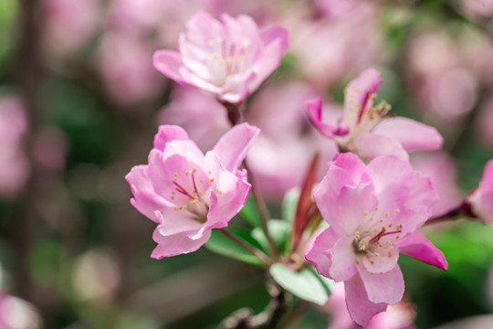 桃花花枝