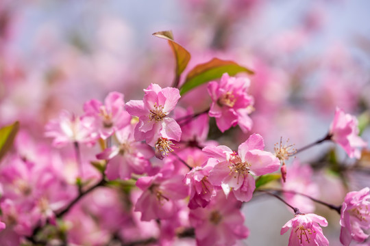 桃花花枝