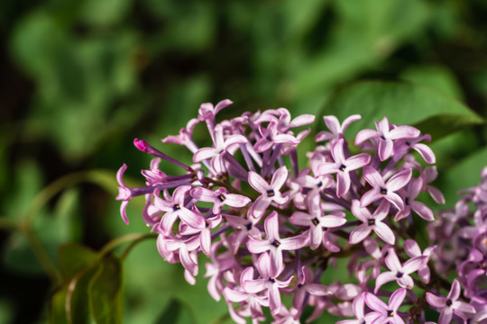 紫丁香花草
