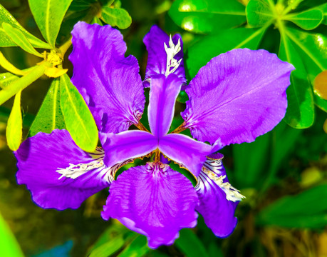 紫色蝴蝶兰花卉特写