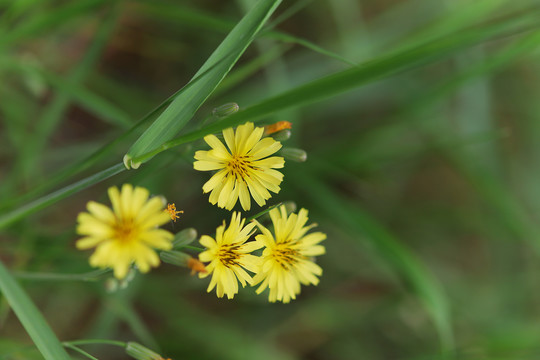野生小菊花