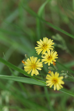 野生小菊花