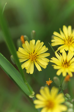 野生小菊花