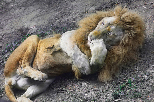 狮子打瞌睡