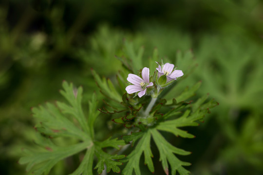 老鹳草