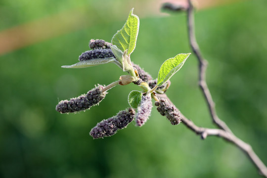 构树雄花