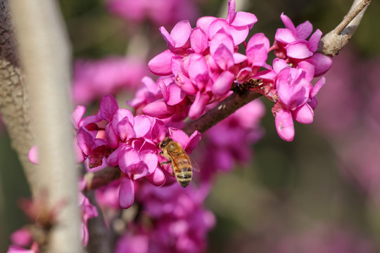 蜜蜂