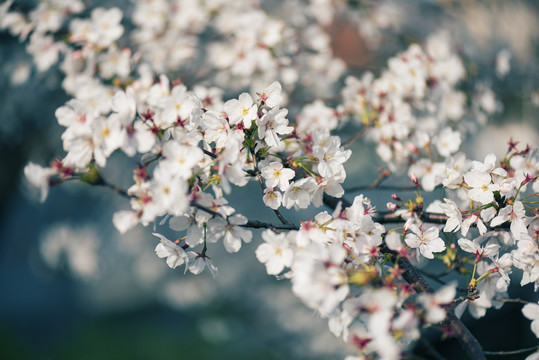 樱花