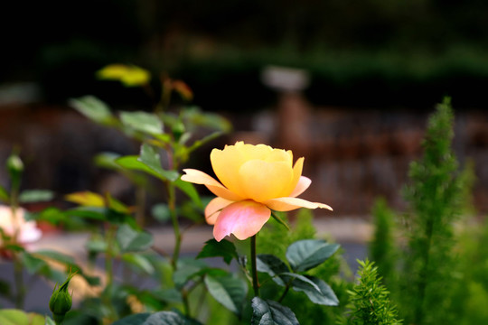 一朵黄色玫瑰花