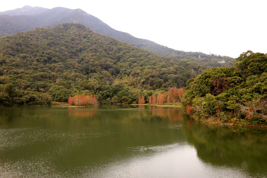 深圳恩上水库秋色