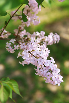 丁香花1