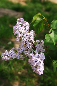 丁香花3