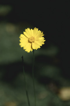 黄色菊花野花